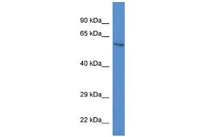 WB Suggested Anti-Zkscan1 Antibody   Titration: 1. (ZKSCAN1 antibody  (C-Term))