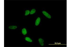 Immunofluorescence of purified MaxPab antibody to POU2F1 on HeLa cell. (POU2F1 antibody  (AA 1-743))