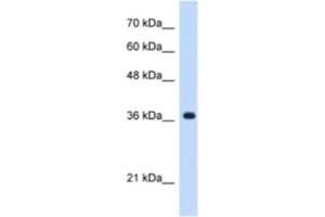 Western Blotting (WB) image for anti-Chromosome 19 Open Reading Frame 47 (C19orf47) antibody (ABIN2463184) (C19orf47 antibody)
