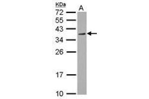 Image no. 1 for anti-Regulation of Nuclear Pre-mRNA Domain Containing 1A (RPRD1A) (AA 103-312) antibody (ABIN1500758) (RPRD1A antibody  (AA 103-312))