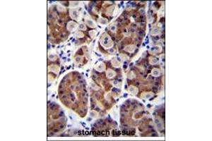 Immunohistochemistry analysis in Formalin Fixed, Paraffin Embedded Human stomach tissue stained with SH2D4B Antibody (C-term) followed by peroxidase conjugation of the secondary antibody and DAB staining. (SH2D4B antibody  (C-Term))