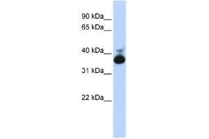 WB Suggested Anti-ALDOB Antibody Titration:  0. (ALDOB antibody  (Middle Region))