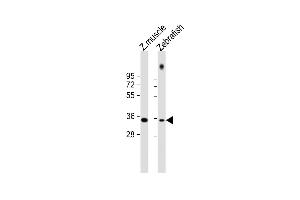 All lanes : Anti-DANRE X9 Antibody at 1:1000 dilution Lane 1: zebrafish muscle lysate Lane 2: zebrafish lysate Lysates/proteins at 20 μg per lane. (PAX9 antibody  (N-Term))