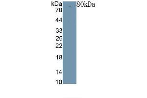Detection of Recombinant Klotho, Rat using Polyclonal Antibody to Klotho (KL) (Klotho antibody  (AA 517-956))