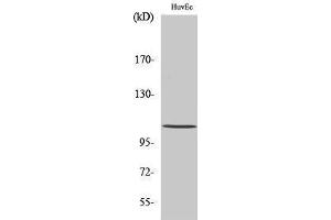 Western Blotting (WB) image for anti-Histone Deacetylase 7 (HDAC7) (C-Term) antibody (ABIN3185017) (HDAC7 antibody  (C-Term))