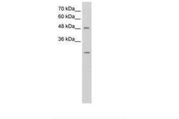 ANKRD2 antibody  (AA 51-100)