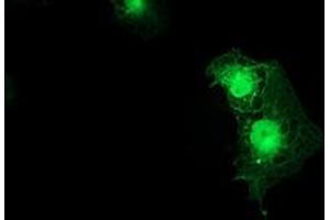 Anti-SMS mouse monoclonal antibody (ABIN2454722) immunofluorescent staining of COS7 cells transiently transfected by pCMV6-ENTRY SMS (RC200619). (SMS antibody)