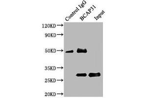 Western Blotting (WB) image for anti-B-Cell Receptor-Associated Protein 31 (BCAP31) (AA 2-243) antibody (ABIN7145178)