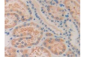 Detection of ISLR in Human Kidney Tissue using Polyclonal Antibody to Immunoglobulin Superfamily Containing Leucine Rich Repeat Protein (ISLR) (ISLR antibody  (AA 19-428))