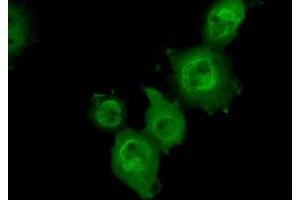 Anti-MAPK11 mouse monoclonal antibody (ABIN2453276) immunofluorescent staining of COS7 cells transiently transfected by pCMV6-ENTRY MAPK11 (RC206583). (MAPK11 antibody)