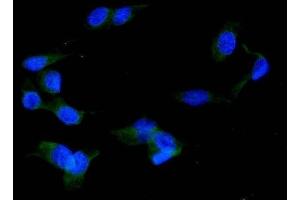 IF analysis of ERp57 using anti-ERp57 antibody (ABIN3043898).