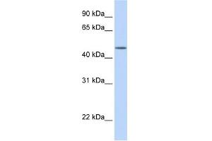 TBL2 antibody used at 1 ug/ml to detect target protein. (TBL2 antibody)