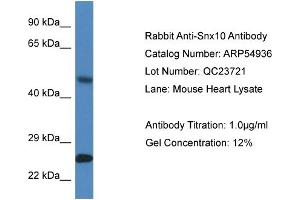 Western Blotting (WB) image for anti-Sorting Nexin 10 (SNX10) (Middle Region) antibody (ABIN2785961) (SNX10 antibody  (Middle Region))