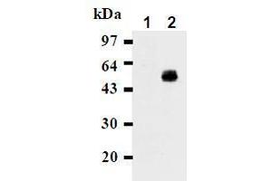 Western Blotting (WB) image for anti-CD274 (PD-L1) antibody (ABIN1449170) (PD-L1 antibody)