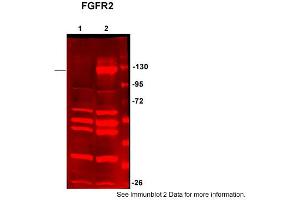 Western Blotting (WB) image for anti-Fibroblast Growth Factor Receptor 2 (FGFR2) (C-Term) antibody (ABIN2788319)