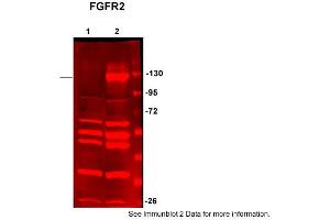 Sample Type: HEK293 (20ug)Primary Dilution:1:200Secondary Dilution:1:5000Image Submitted by: Anonymous&rarr,See Customer Feedback section for detailed Information (FGFR2 antibody  (C-Term))