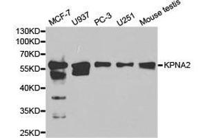 Western Blotting (WB) image for anti-Karyopherin alpha 2 (RAG Cohort 1, Importin alpha 1) (KPNA2) antibody (ABIN1873457)