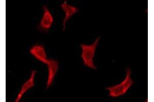 ABIN6276118 staining RAW264. (OR13F1 antibody)