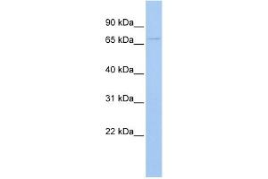 WB Suggested Anti-UGT3A2 Antibody Titration:  0.