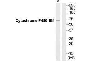 Western blot analysis of extracts from Jurkat cells, using CP1B1 antibody. (CYP1B1 antibody  (C-Term))