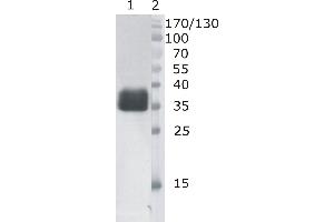 Western Blot testing of anti-bovine DNaseI monoclonal antibody (6D5). (DNASE1 antibody)