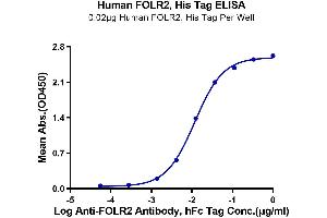 ELISA image for Folate Receptor 2 (Fetal) (FOLR2) (AA 17-228) protein (His tag) (ABIN7274664)