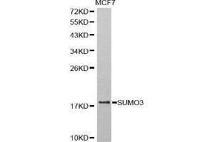 Western blot analysis of extracts of MCF-7 cells, using SUMO3 antibody (ABIN5971585) at 1:800 dilution.