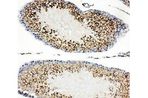 IHC-P: TIM-1 antibody testing of rat testis tissue (HAVCR1 antibody  (AA 289-307))
