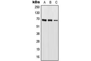 Western blot analysis of ORC2 expression in HEK293T (A), Raw264. (ORC2 antibody  (Center))