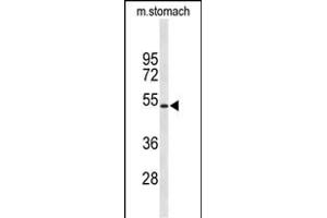 Western blot analysis of KCNJ11 Antibody (N-term) (ABIN653157 and ABIN2842725) in mouse stomach tissue lysates (35 μg/lane).