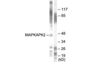 Western Blotting (WB) image for anti-Mitogen-Activated Protein Kinase-Activated Protein Kinase 2 (MAPKAPK2) (AA 300-349) antibody (ABIN2888571) (MAPKAP Kinase 2 antibody  (AA 300-349))
