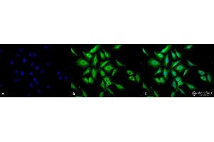 Immunocytochemistry/Immunofluorescence analysis using Chicken Anti-Hsp70 Polyclonal Antibody . (HSP70 antibody  (HRP))