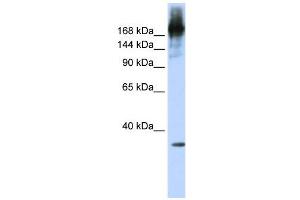 WB Suggested Anti-PRPF8  Antibody Titration: 0.