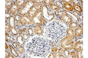 AP31060PU-N WRNIP1 antibody staining of paraffin embedded Human Kidney. (WRNIP1 antibody  (C-Term))