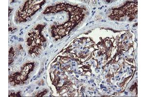 Immunohistochemical staining of paraffin-embedded Human Kidney tissue using anti-RGS16 mouse monoclonal antibody.