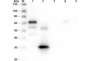 Western Blot of Anti-Chicken IgG F(c) (RABBIT) Antibody . (Rabbit anti-Chicken IgG (Fc Region) Antibody (FITC) - Preadsorbed)