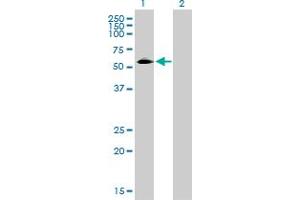 Western Blot analysis of CD33 expression in transfected 293T cell line by CD33 monoclonal antibody (M01), clone 2D12-G4. (CD33 antibody  (AA 1-364))