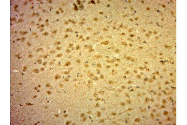 KIF1BP antibody  (AA 180-220)