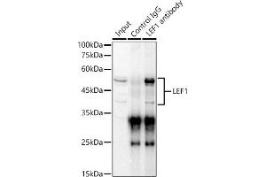 Immunoprecipitation (IP) image for anti-Lymphoid Enhancer-Binding Factor 1 (LEF1) (AA 100-399) antibody (ABIN1680678)