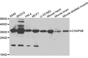 Western blot analysis of extracts of various cell lines, using CHMP4B antibody (ABIN5975521) at 1/1000 dilution. (CHMP4B antibody)