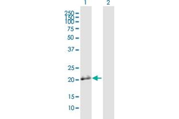 BSPRY antibody  (AA 1-193)