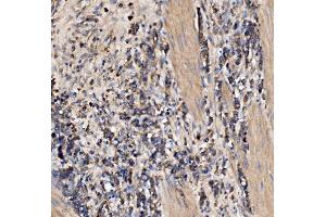 IHC analysis of Gephyrin/GPHN using anti-Gephyrin/GPHN antibody (ABIN7600086).