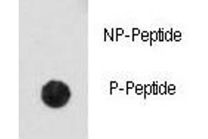 Dot Blot (DB) image for anti-Cyclin-Dependent Kinase 2 (CDK2) (pThr14) antibody (ABIN3030608)