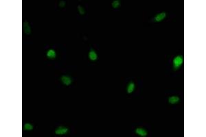 Immunofluorescence staining of U251 cells with ABIN7174212 at 1:166, counter-stained with DAPI. (LSM11 antibody  (AA 1-141))