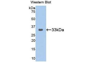 Western Blotting (WB) image for anti-GRB2-Related Adaptor Protein 2 (GRAP2) (AA 77-325) antibody (ABIN3202799) (GRAP2 antibody  (AA 77-325))