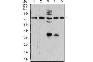 Western blot analysis using SYN1 mouse mAb against NIH/3T3 (1), U251 (2), C6 (3), A549 (4), and MCF-7 (5) cell lysate.