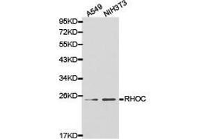 Western Blotting (WB) image for anti-Ras Homolog Gene Family, Member C (RHOC) antibody (ABIN1874605) (RHOC antibody)