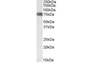 Western Blotting (WB) image for anti-Early B-Cell Factor 1 (EBF1) (AA 418-429) antibody (ABIN490392)