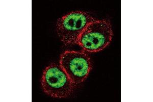 Confocal immunofluorescent analysis of RUNX1 Antibody  (ABIN650732 and ABIN2839428) with Hela cell followed by Alexa Fluor 488-conjugated goat anti-rabbit lgG (green). (RUNX1 antibody  (AA 227-255))