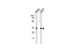 TBP Antibody (Center) (ABIN390631 and ABIN2840935) western blot analysis in K562, cell line lysates (35 μg/lane). (TBP antibody  (AA 210-239))